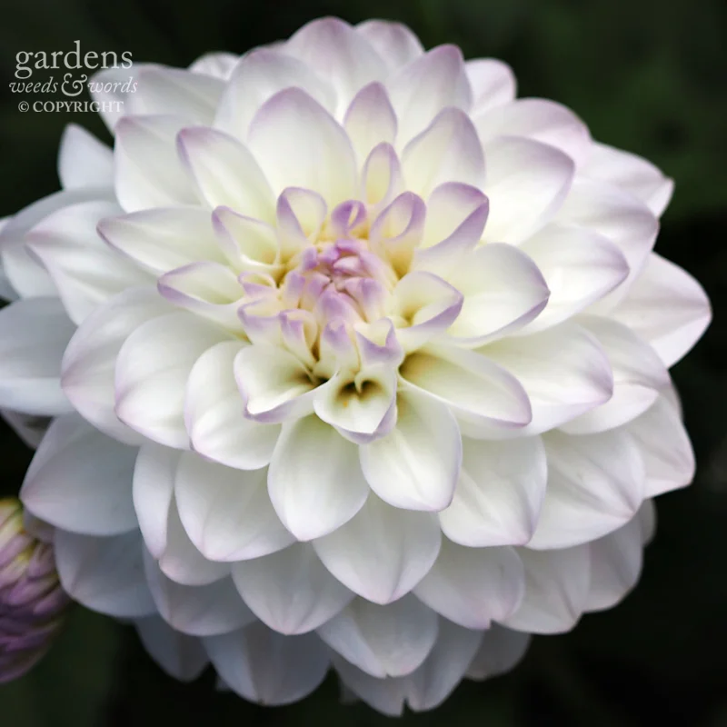 Dahlia 'Eveline'