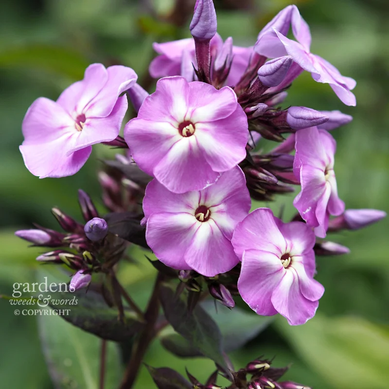 Phlox paniculata , cultivar yet to be identified. 