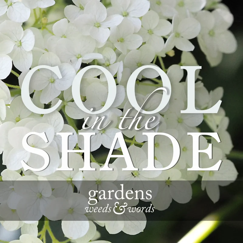 COOLINTHESHADE.jpg