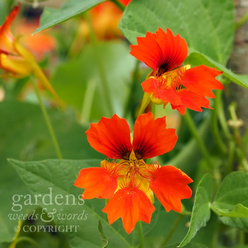 Tropaeolum minus 'Phoenix'