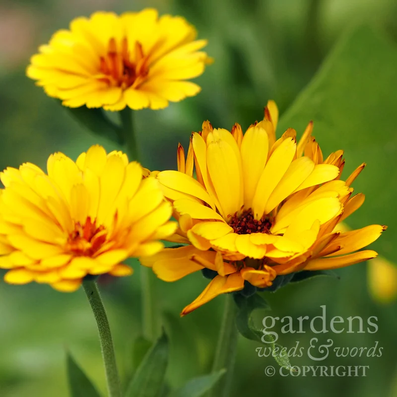 Calendula officinalis 'Indian Prince'. Not quite as orange as I’d been expecting.