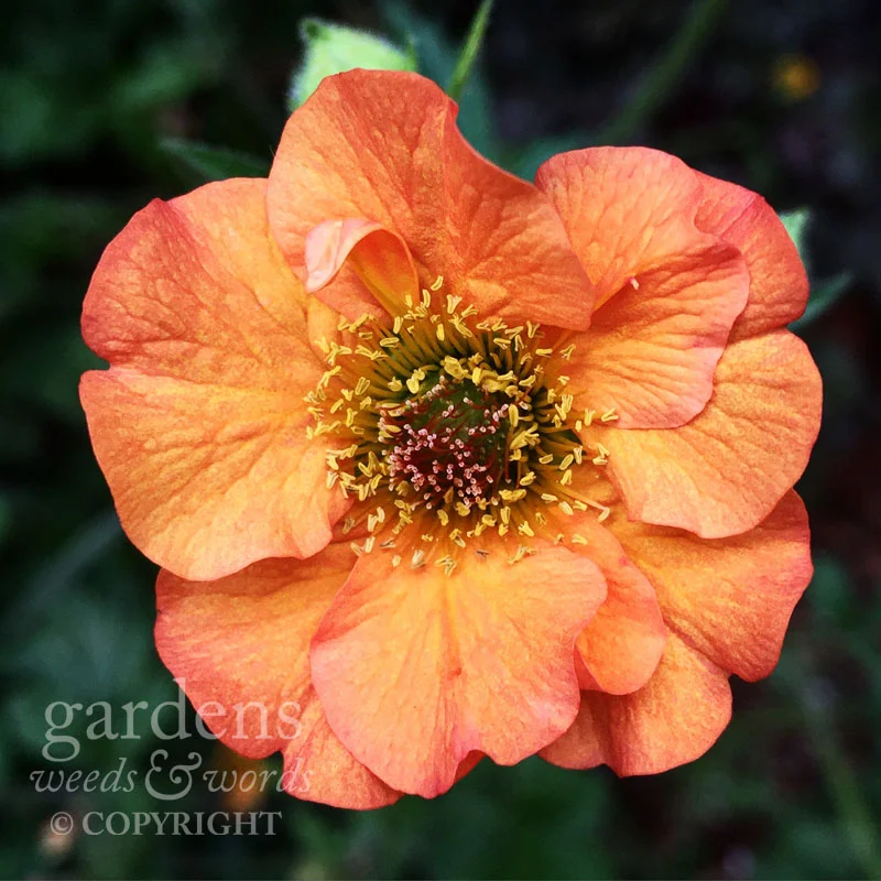 Geum 'Totally Tangerine'