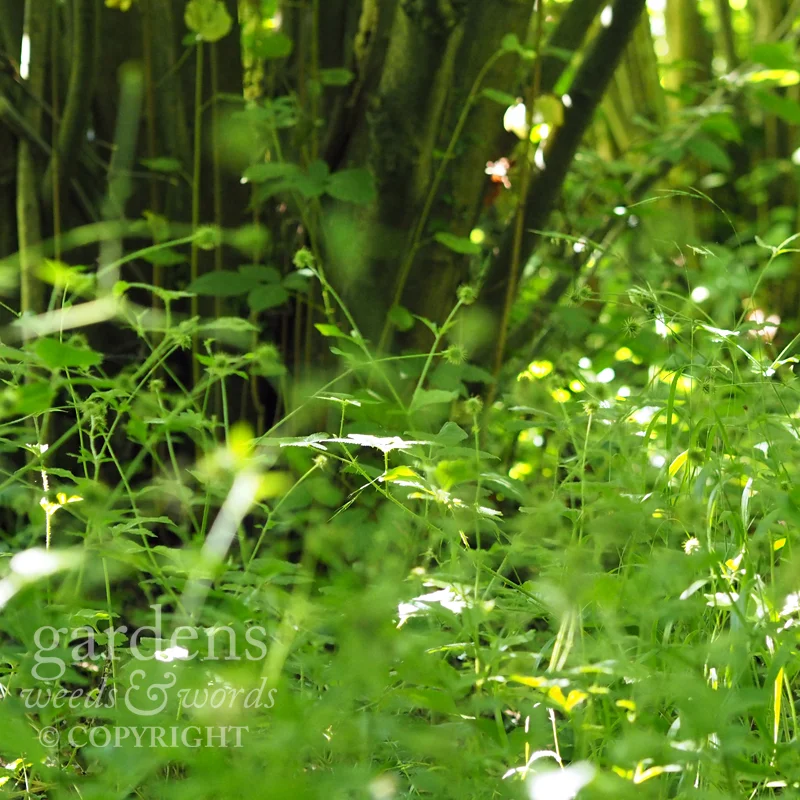 Wood avens ( Geum urbanum ) beneath the hazel trees