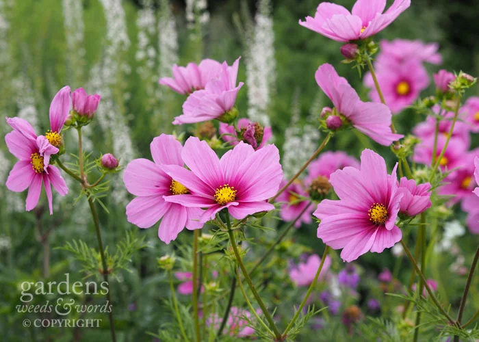 If I could only grow one ornamental annual, it would probably be cosmos
