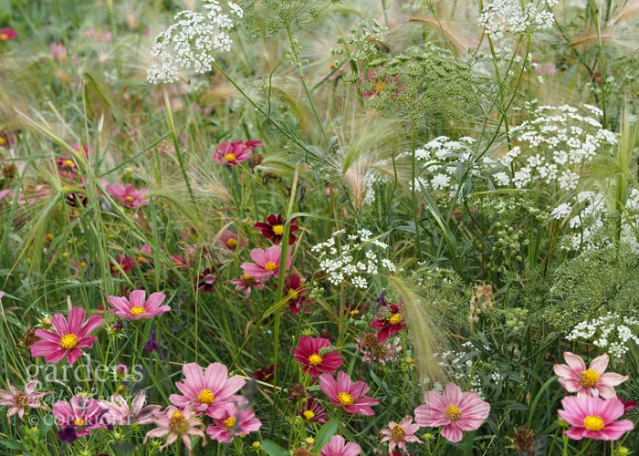 Daisies, umbellifers and grasses make for an energetic summer display with a naturalistic feel. Cosmos, Ammi majus and Stipa tenuissima will give this effect.