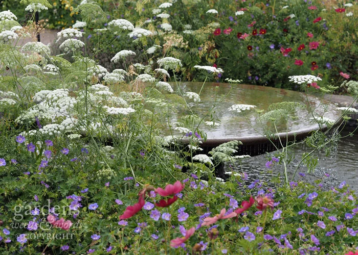The huge, shallow bowled water feature adds another element in the country garden, but the planting still manages to steal the show
