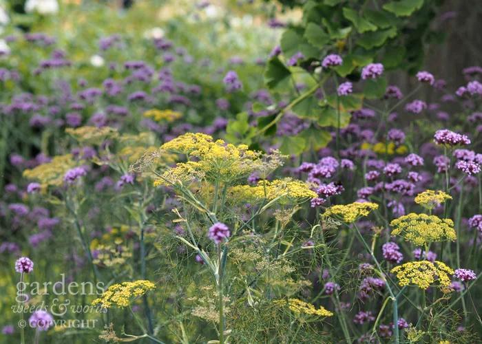 Fennel and Verbena bonariensis is a tried and tested pairing, but the leaves of Ginkgo biloba raise this planting combination to another level