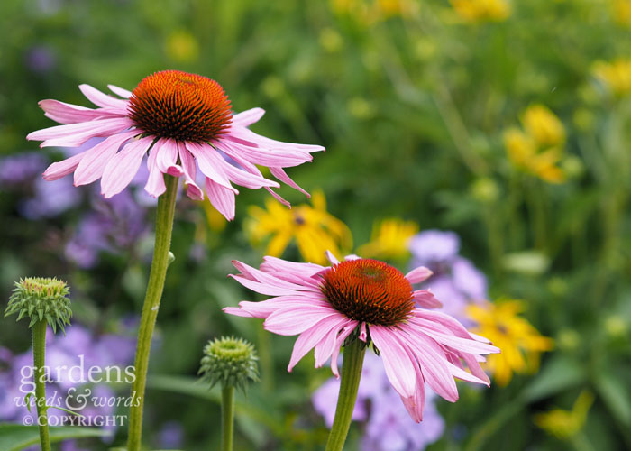 Echinaceas with phlox and rudbeckia in the background....