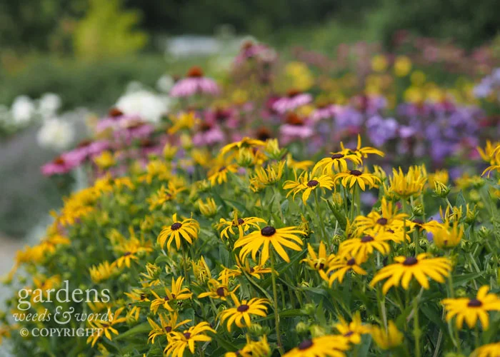 ....and rudbeckia with phlox and echinacea behind.