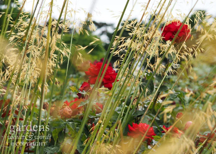 Golden oat grass Stipa gigantea makes a fantastic duo with the miniature red rose 'My Valentine'