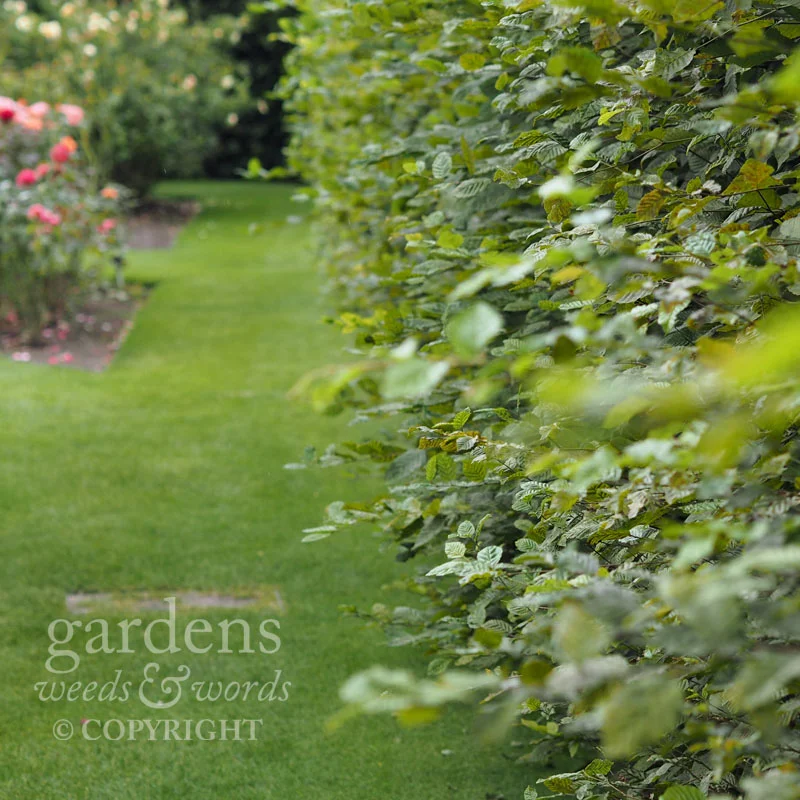 ...wafty hedges...