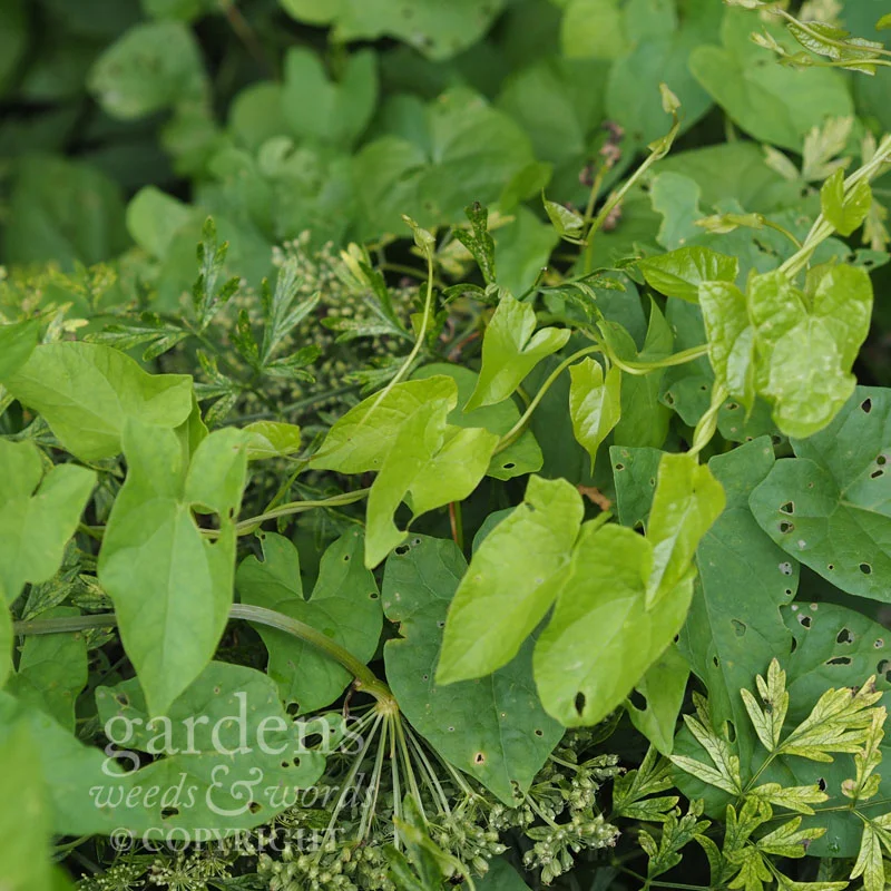 ...and weeds. All is right with the world.