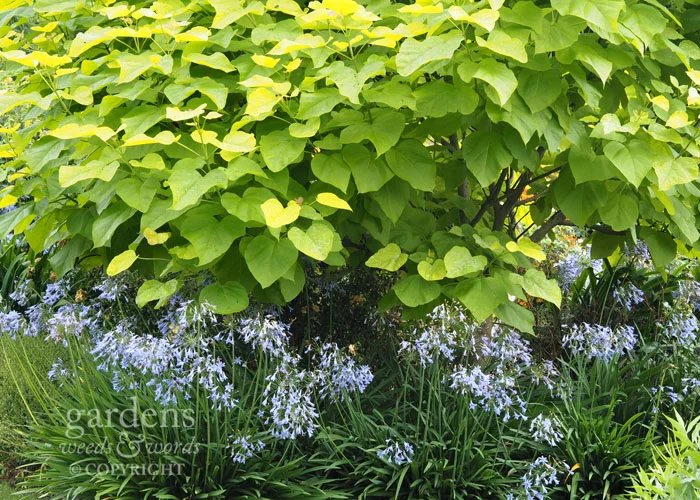 A carpet of agapanthus spread beneath a golden Indian bean tree, Catalpa bignonioides