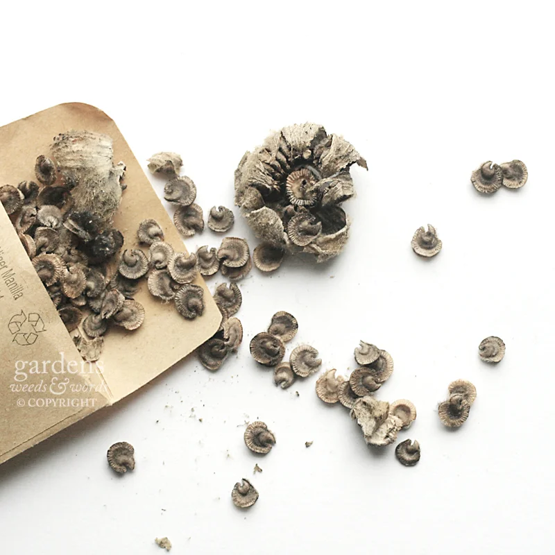 Collecting seed: Hollyhock Alcea rosea