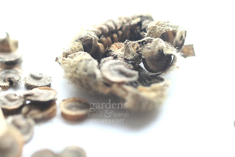 Collecting seed: Hollyhock Alcea rosea