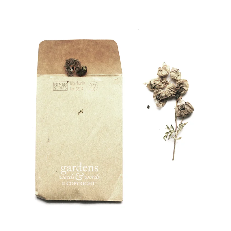 Collecting seed: Malva moschata f. alba