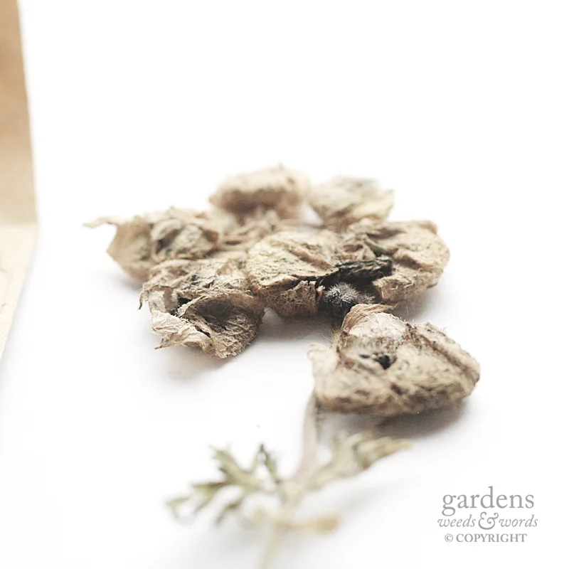 Collecting seed: Malva moschata f. alba