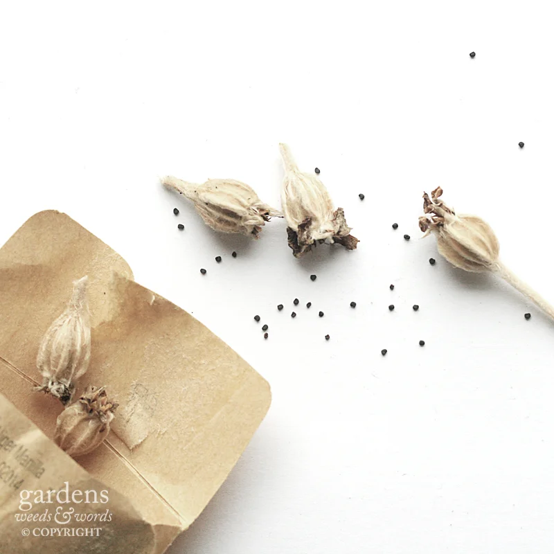 Collecting seed: Lychnis coronaria