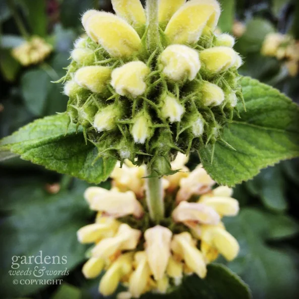 Phlomis russeliana around pollination time...