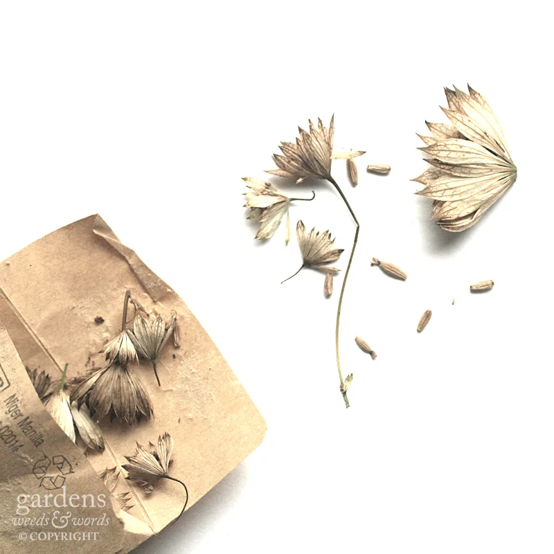 Collecting seed: Astrantia major