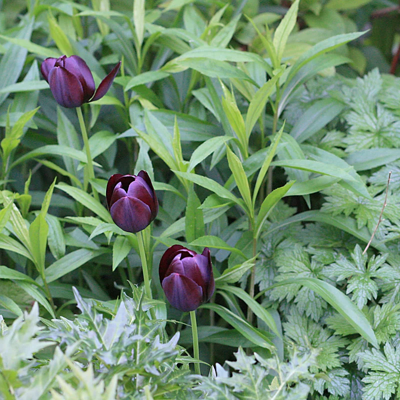 Although similar in colour, the contrasting textures of the acanthus, solidago and geranium foliage is key to the composition of this shot, punctuated by the complimentary colour of Tulipa 'Queen of the Night'. 