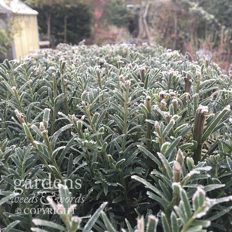 Frost on the yew.