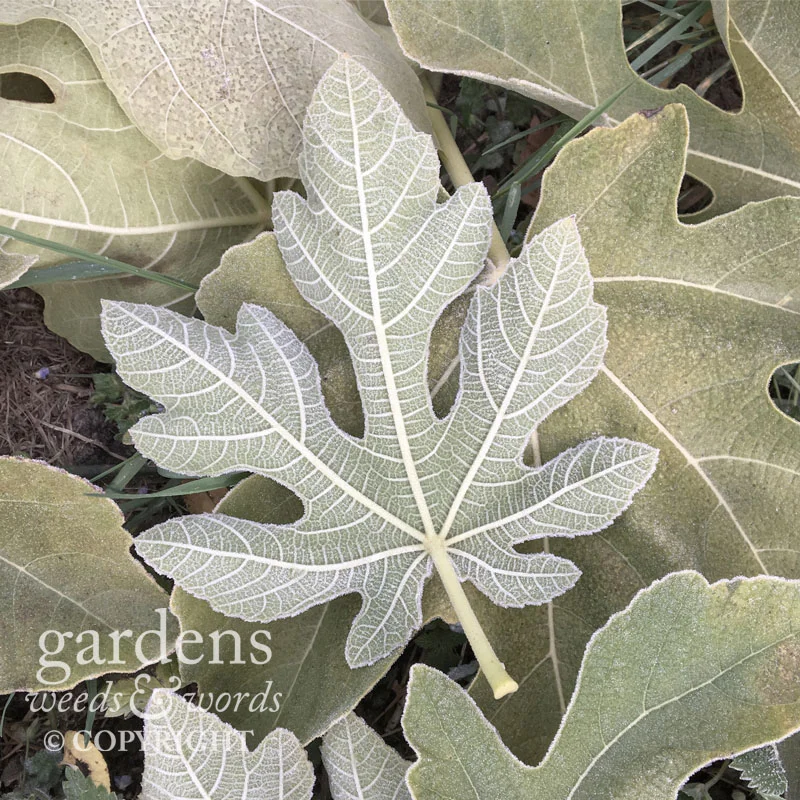 Frosted leaves of the edible fig, Ficus carica , a carpet beneath the naked tree