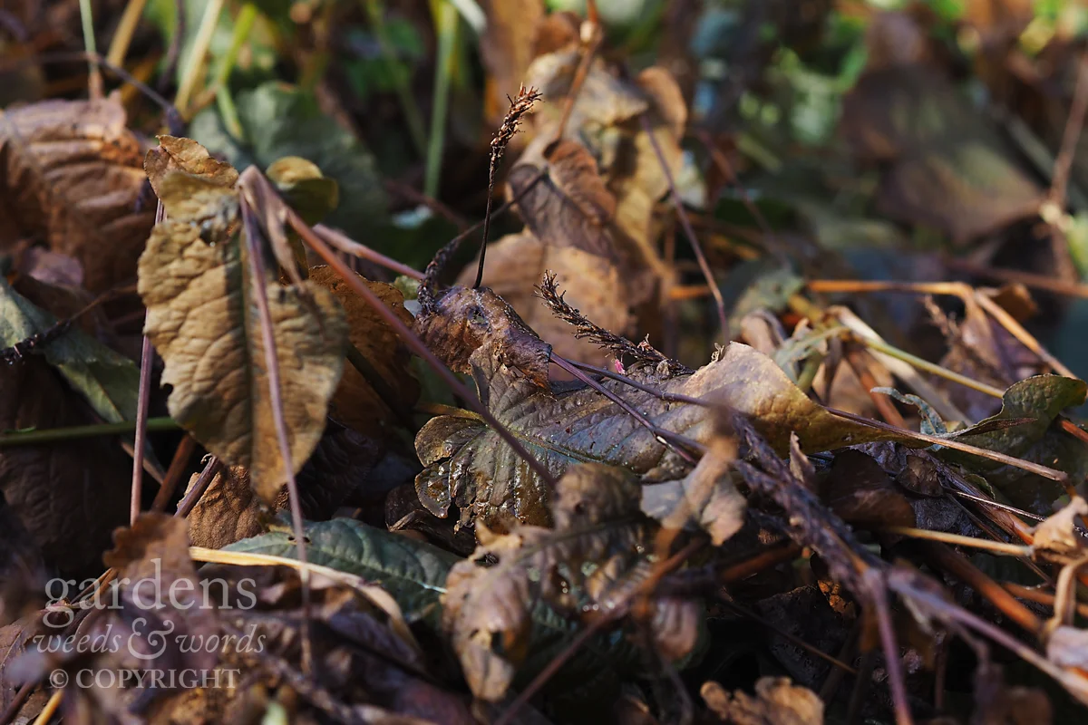 Tough customer. The remains of the persicaria’s can be a bit stringy, but a large, well managed compost heap will break them down with surprising ease