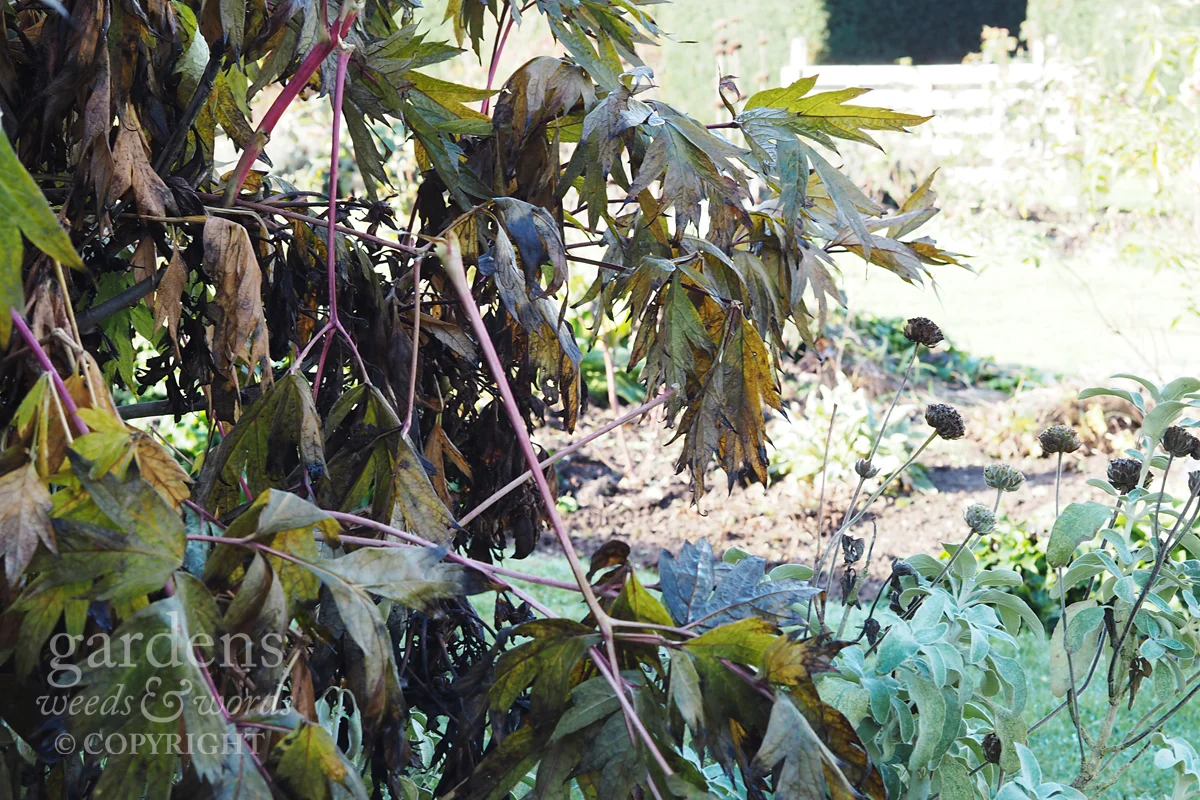 The dishevelled foliage of a tree paeony with architectural phlomis seedheads. 