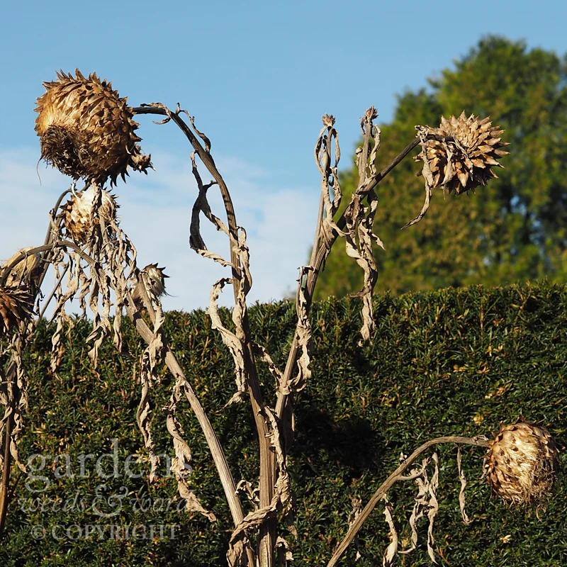 The cardoon Cynara cardunculus , always a presence at this point in the border