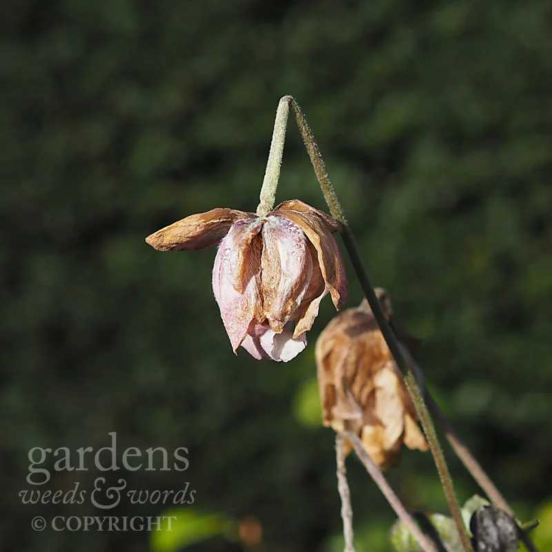 There is beauty in extreme old age. Do you fancy you are elderly enough?