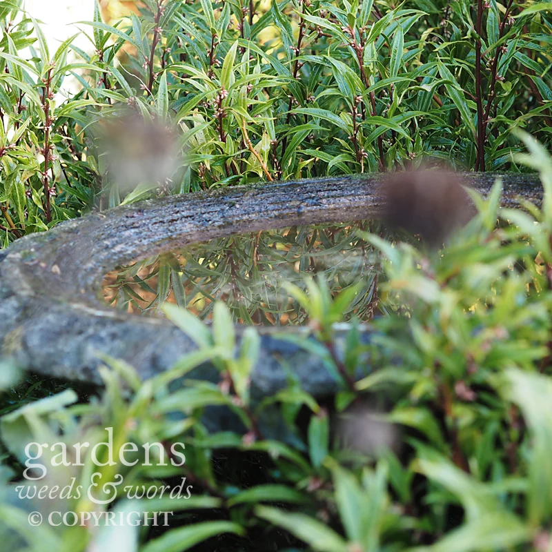 The water in a stone birdbath reflecting Sarcococca hookeriana var. digyna