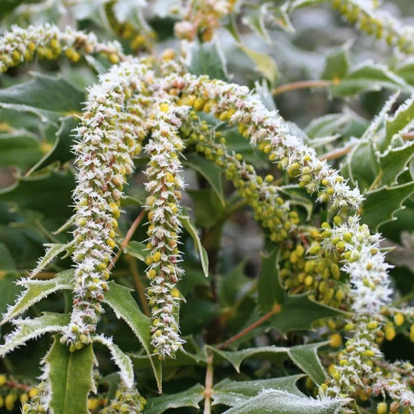 Mahonia x media 'Buckland' after a frost