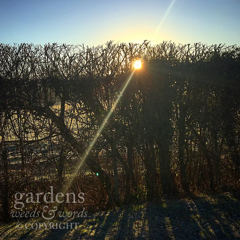 The morning sun peering through a backlit hedgerow.