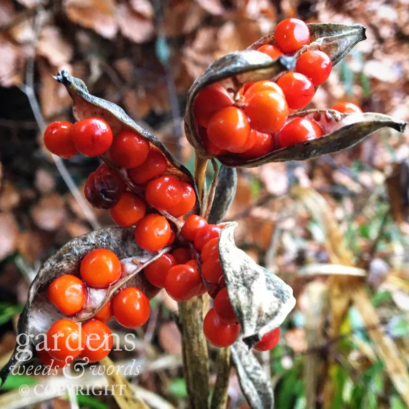 Split seed pods on stinking or Gladwin iris, Iris foetedissima