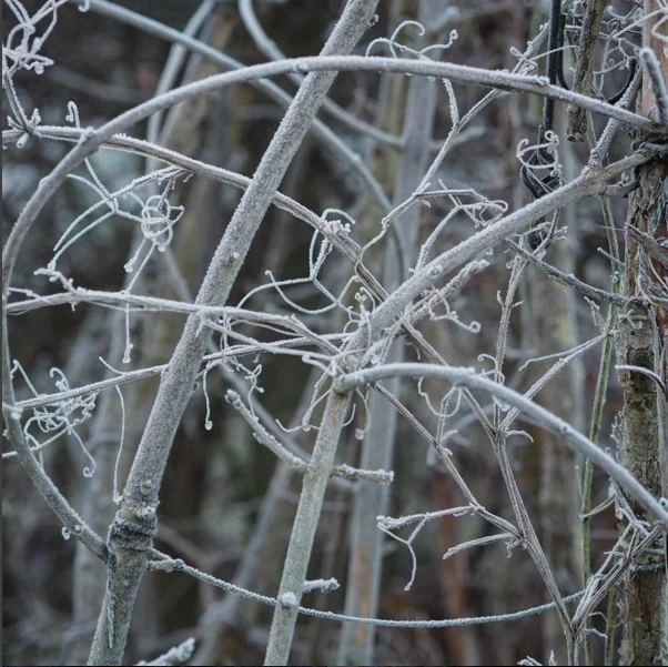 …and dull frosty days with beautiful patterns