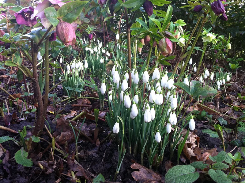 Hellebores and snowdrops in company