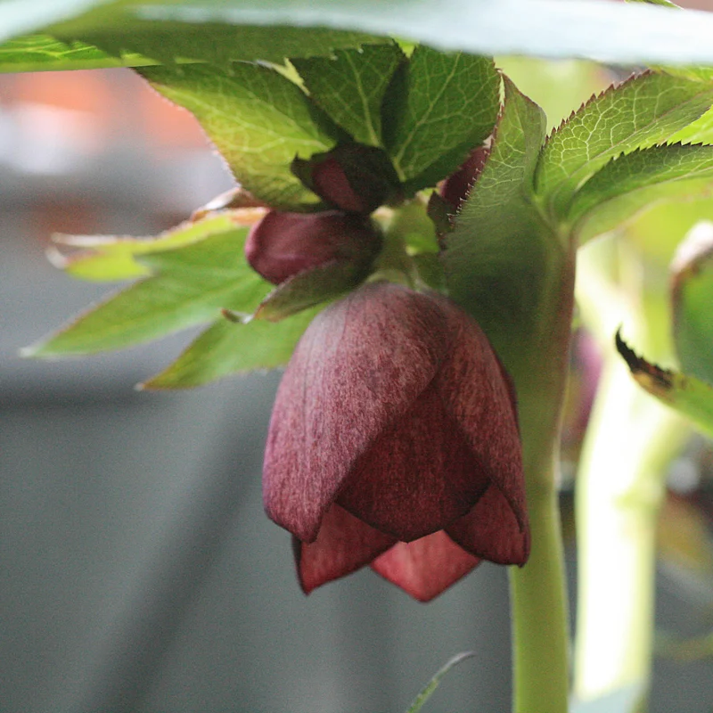 Hellebores have leafy bracts on the stem behind the flower