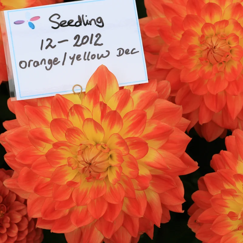 A stunning unnamed waterlilly dahlia seedling snapped at the RHS Wisley plant show in the summer of 2015 – Halls of Heddon’s stand.
