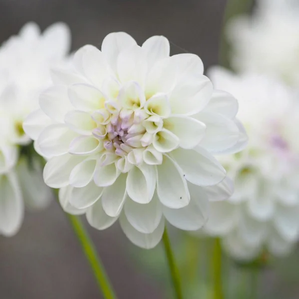 Dahlia 'Eveline'. Sigh...
