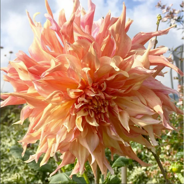 The giant, tousled head of Dahlia 'Penhill Watermelon'