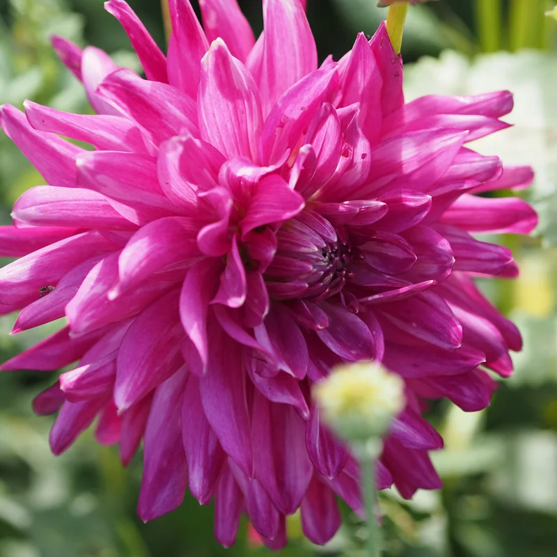 Dahlia 'Pink Diamond'