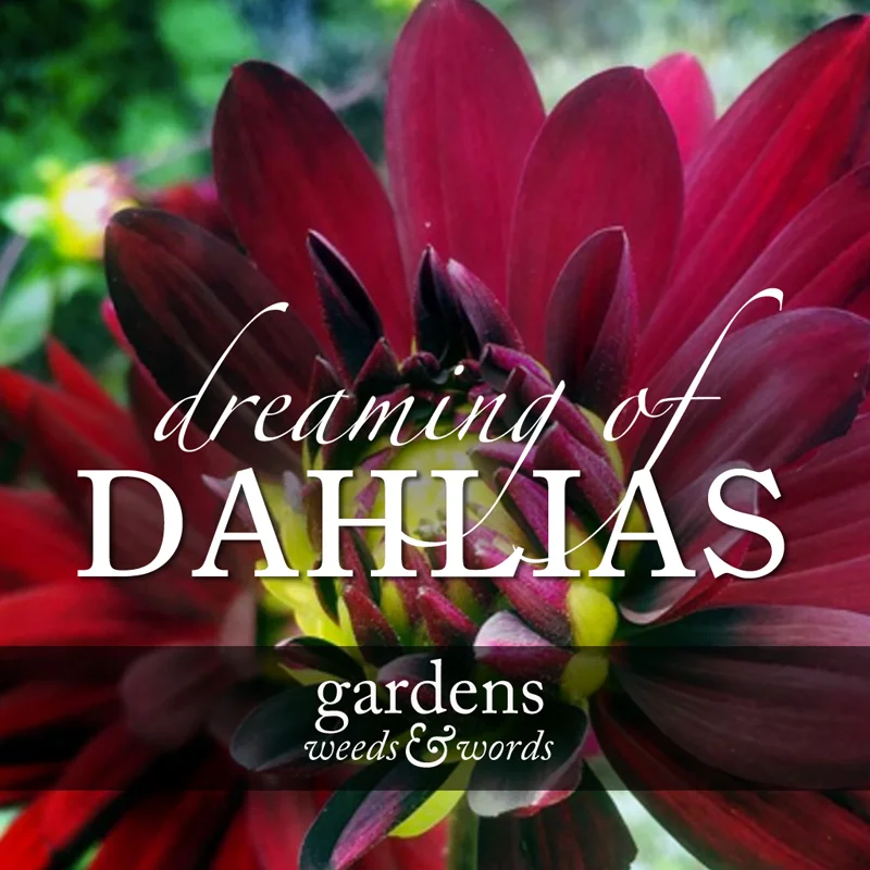 DAHLIA_HEADER.jpg