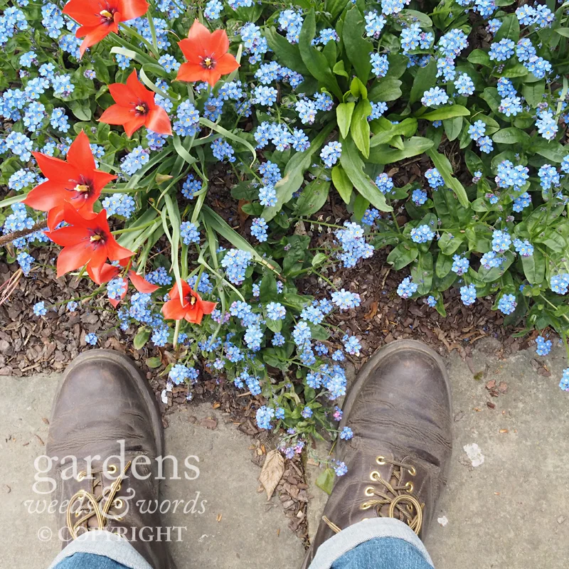 Tulips and forget-me-nots in the lime walk at Sissinghurst