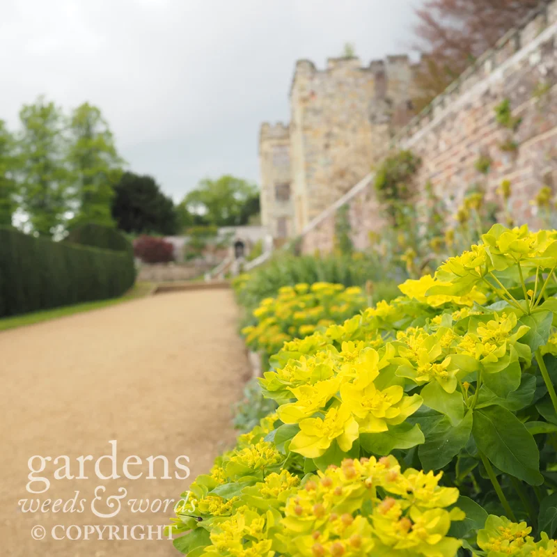 The 'blue and yellow' border – lime green in spring – leading from the paved garden to the entrance and Italian Garden. 