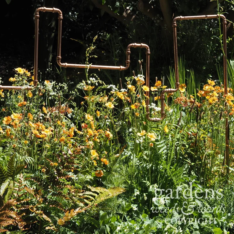 RHS Chelsea Flower Show 2017: detail from The Seedlip Garden , designed by Catherine MacDonald .