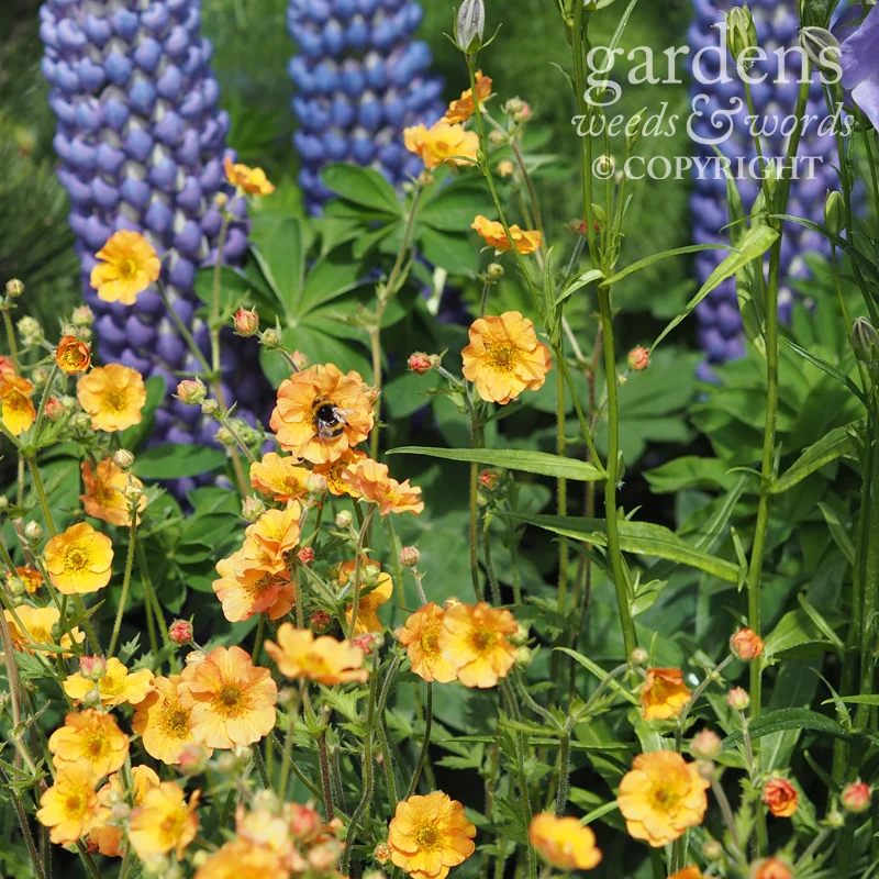 RHS Chelsea Flower Show 2017: detail from The Morgan Stanley Garden , designed by Chris Beardshaw