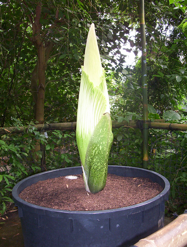 The Amorphophallus titan seen without the crowds