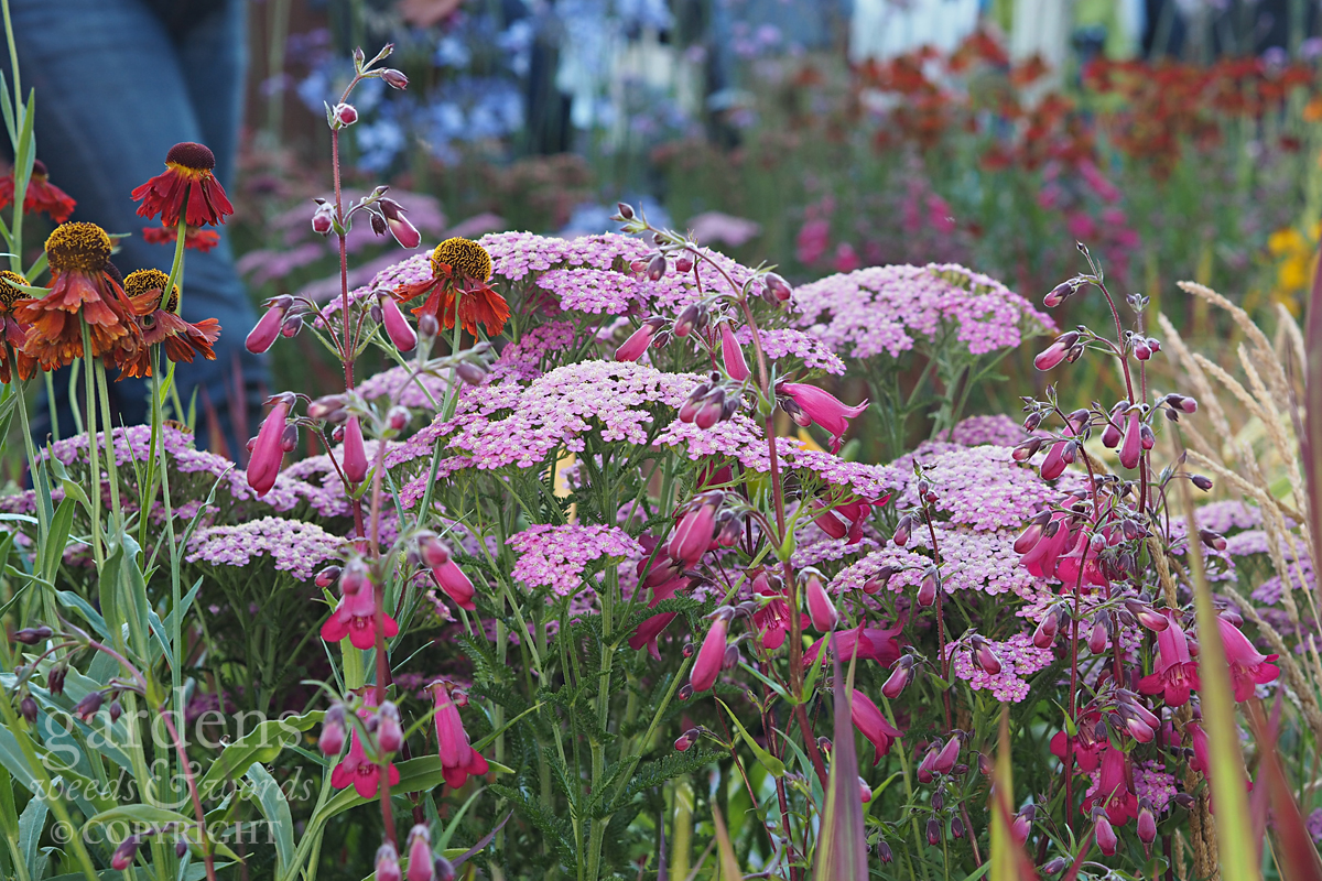 Detail from Colour Box by Charlie Bloom, RHS Hampton Court Flower Show 2017