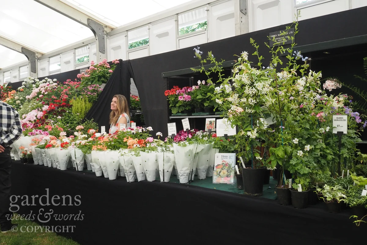 Heather in the plant sales area between the two Fibrex Nurseries stands at RHS Hampton Court Flower Show. Not only pelargoniums but all manner of plants, including hardy geraniums, so people can tell the difference. 